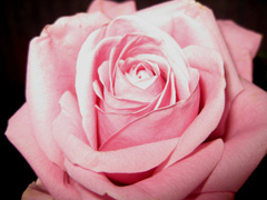 A lovely floral close up of a pink rose